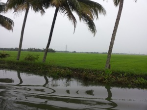 Coconut trees and rice fields