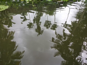 Rippled reflections Alleppey