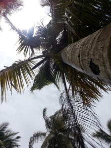 Under the coconut tree